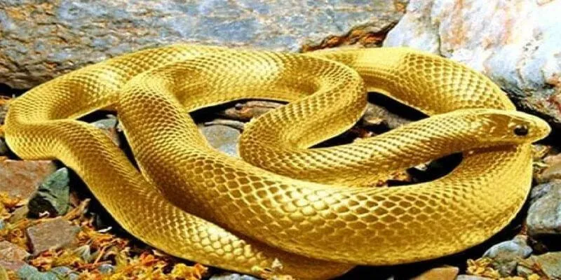 Mơ Thấy Rắn Là Điềm Gì