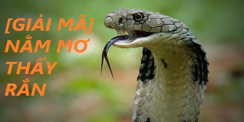 Mơ thấy rắn là điềm gì