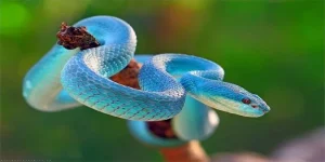 Mơ Thấy Rắn Là Điềm Gì