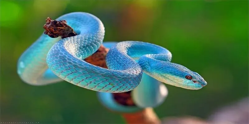 Mơ Thấy Rắn Là Điềm Gì